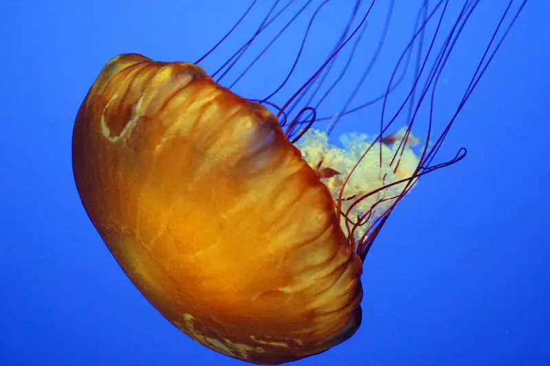 Jellyfish, swimming