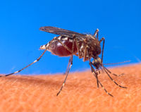 aedes aegypti biting human The Deadly Mosquito