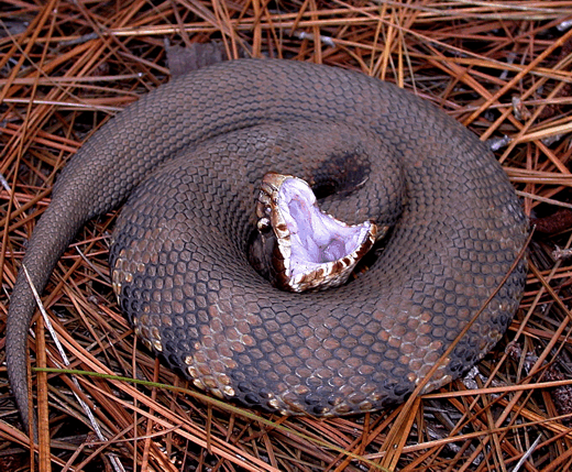 agkistrodon piscivorus piscivorus cdc Cotton Mouth Snake