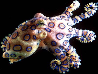 blueringedoctopus  Dangerous Blue Ring Octopus