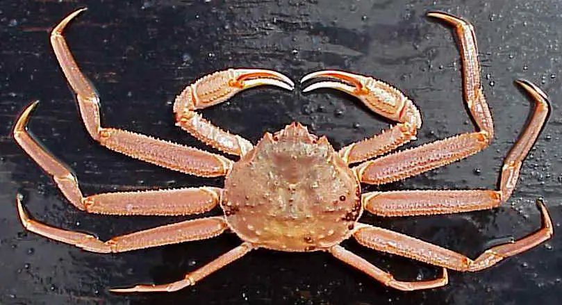chionoecetes bairdi Opilio Crab