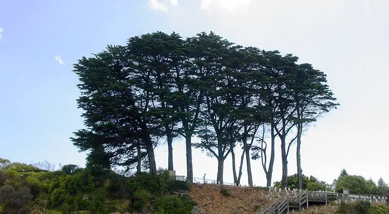  Cypress Tree