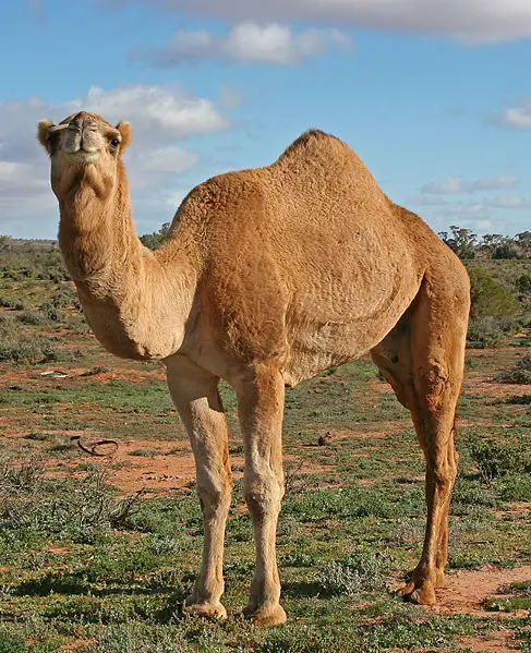 dromedary Arabian (Dromedary) Camel