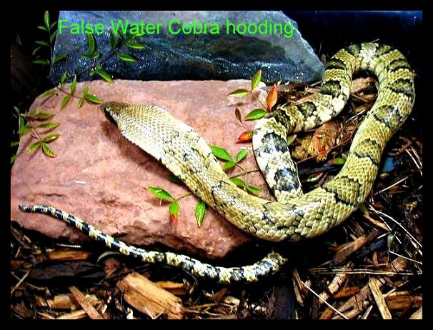 falsewatercobra1 False Cobra