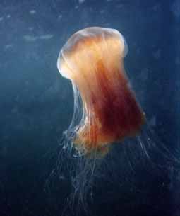 Lionsmane Jellyfish