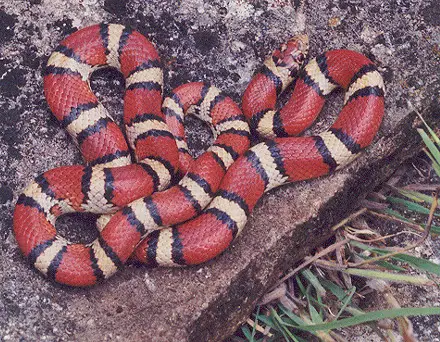  Mexican Milk Snake