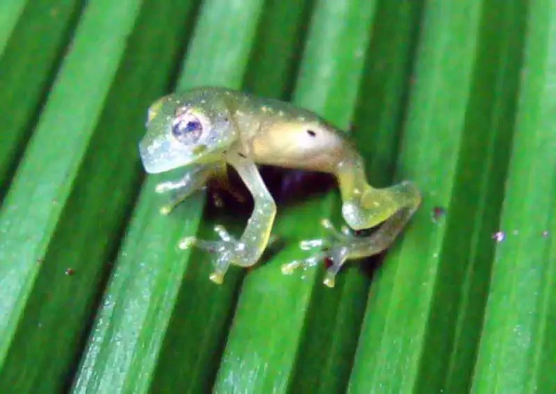 Green Glass Frog