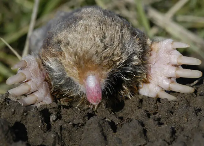 The claws of an Eastern Mole are thick and sturdy