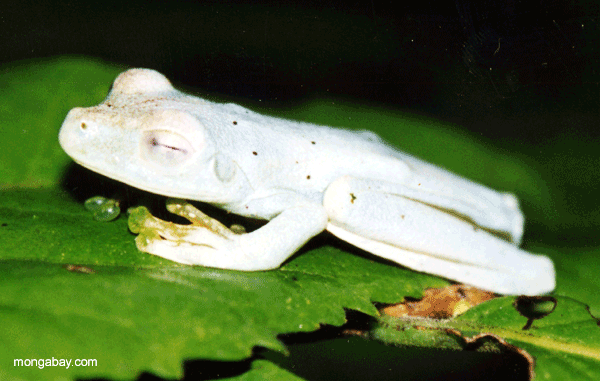 light colored, almost white glass frog