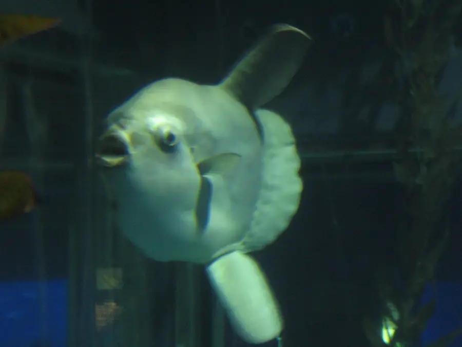 The Molas or Ocean Sunfish