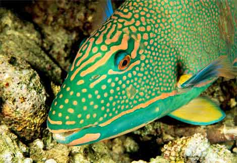 Adult Parrot Fish