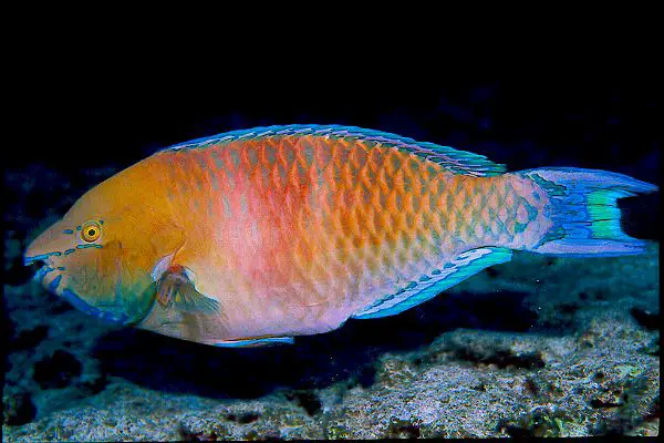 the Regal parrotfish