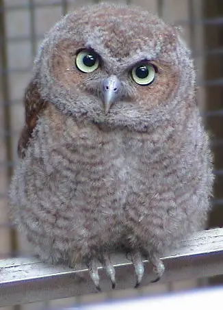 Fledgling Screech Owl