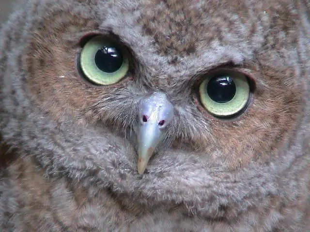  Screech Owl
