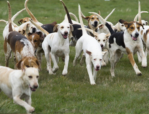 dogtraining Secrets to Dog Training
