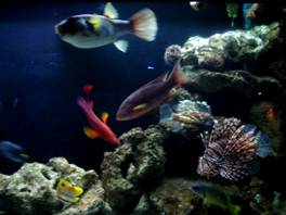 The perfect salt water aquarium