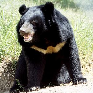 Help save the black bear by donating to WSPA.