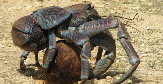 Coconut Crab in action