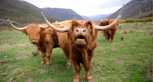 A fold of Highland Cattle