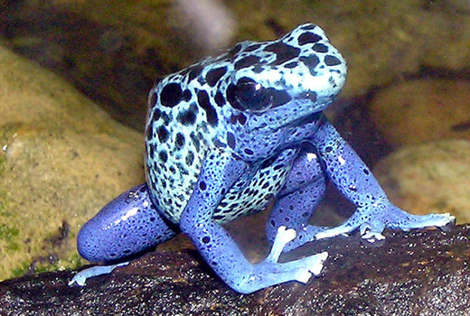 poison dart frog large Poison Dart Frog