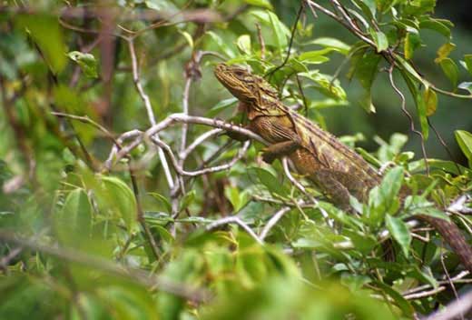 Panay Monitor Lizard