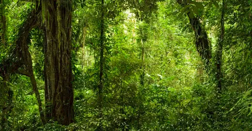 Do Batutut lurk in the Rainforest?