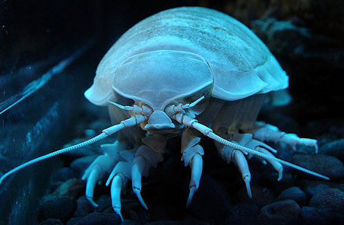Giant isopod 20 Species You Dont Want To Meet