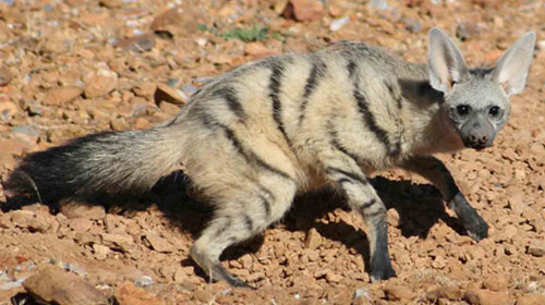 aardwolf11 10 Mammals You Never Knew Existed