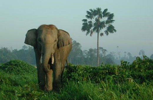Asian Elephant grazing