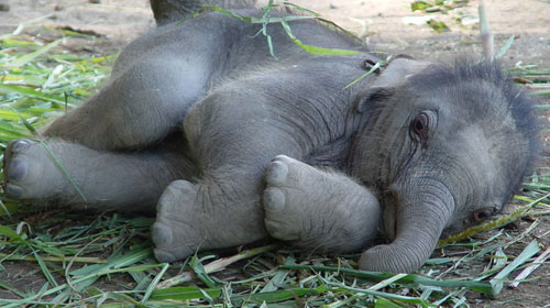 babyelephant 10 Deceptively Dangerous Animals