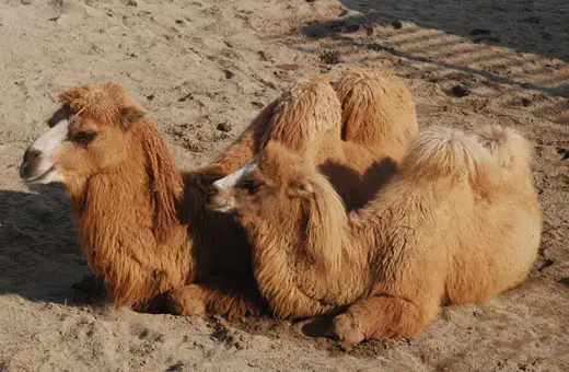 Bactrian Camel's grazing