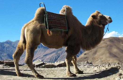 A domesticated Bactrian Camel