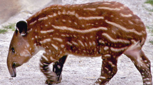 bairdstapir1 Bairds tapir