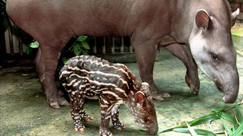 A young Baird's tapir with its mother