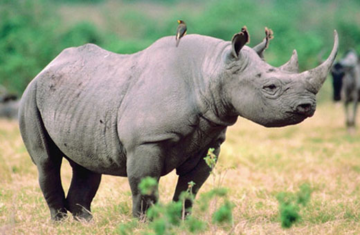 Black Rhinoceros grazing