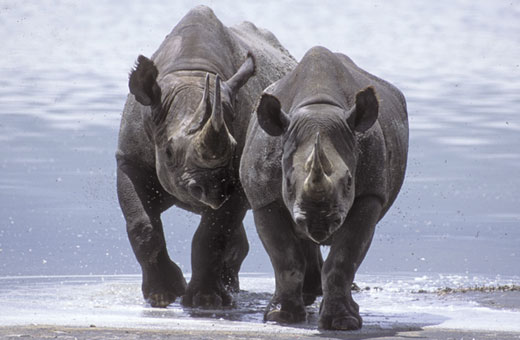 Female Black Rhinoceros grazing together