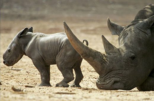 A newborn Black Rhinoceros calf