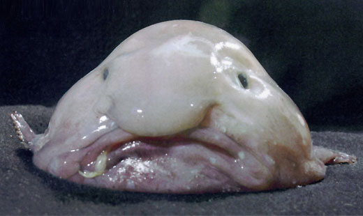 blobfish1 Top 10 Worlds Ugliest Creatures