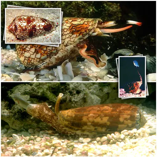 Next on our list of Silent and Deadly, the Cone Snail