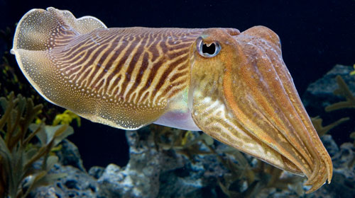 A Cuttlefish displaying its unique colors