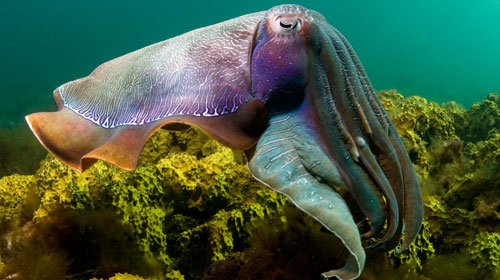 cuttlefish2 Cuttlefish 