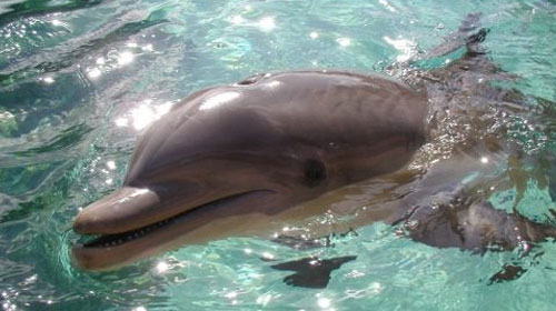 dolphin 10 Deceptively Dangerous Animals