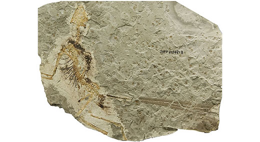 The only Epidexipteryx fossil