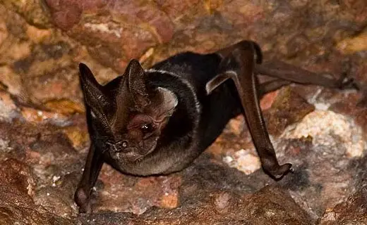 Wroughton's free-tailed bat close up