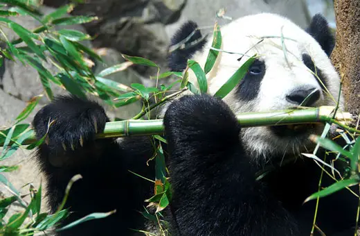 giantpanda1 Giant Panda