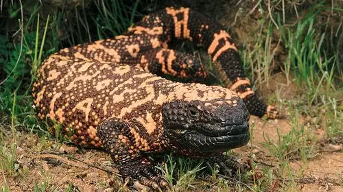 gilamonster1 10 Animals You Never Knew Were Poisonous