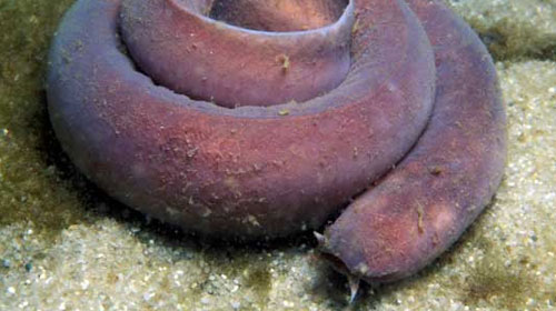 hagfish1 Top 10 Worlds Ugliest Creatures