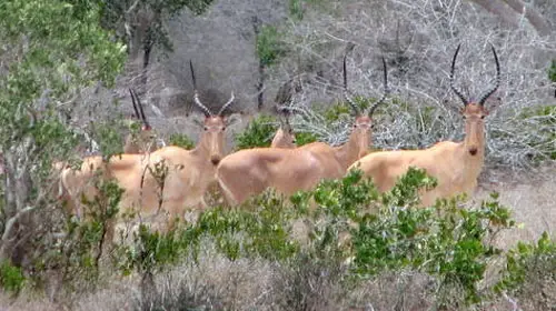 A herd of Hirola