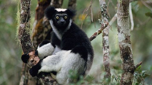 An Indri looking startled