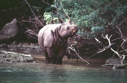 javanrhino1 Javan Rhinoceros